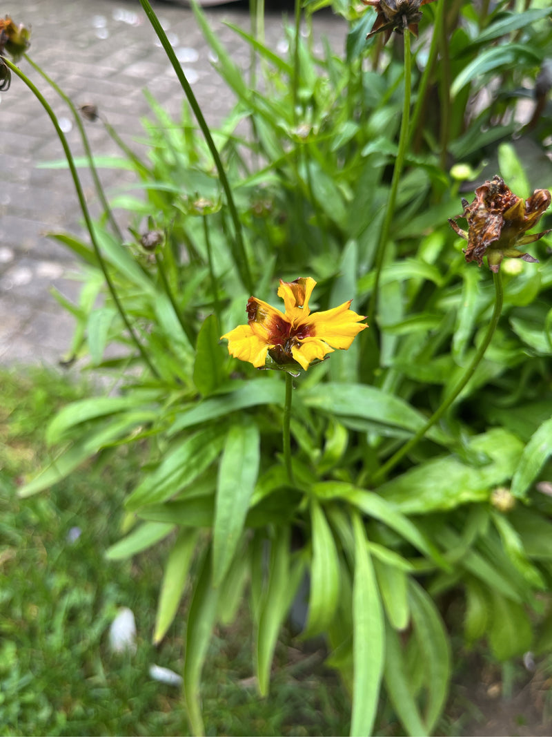 Lancetbladig meisjesoog — foto 4 van 4