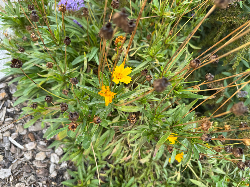 Een lancetbladige meisjesogen toont gele bloemen en uitgebloeide zaadknoppen in een perk.