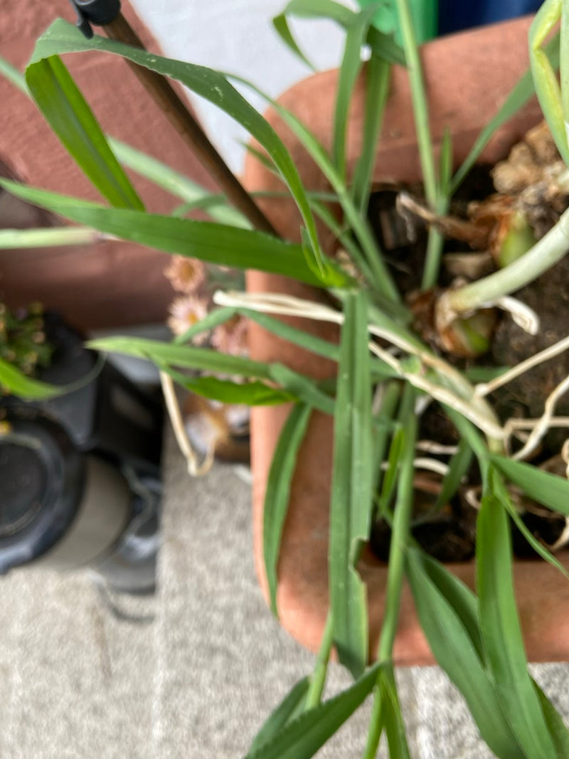 Een preiplant met lange groene bladeren is zichtbaar in een bloempot. De bollen en wortelbasissen zijn gedeeltelijk zichtbaar aan het oppervlak.