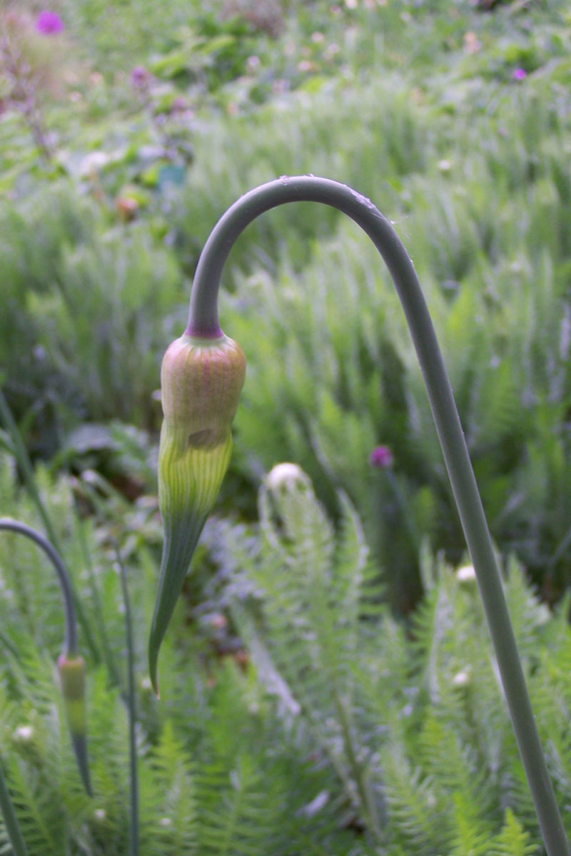 De afbeelding toont een nog gesloten bloem van de prei op een lange, gebogen stengel. De omgeving bestaat uit groene vegetatie.