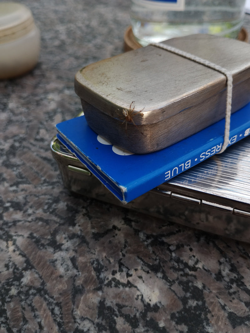 Lopende spinnensoorten — Bild 3