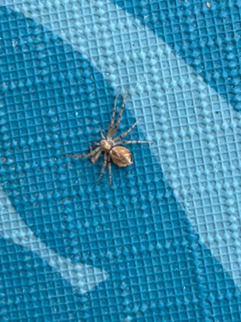 Lopende spinnensoorten — Bild 1