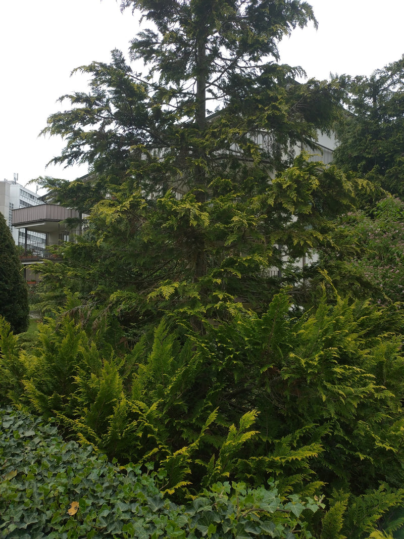 Oregon-cipres — Bild 2