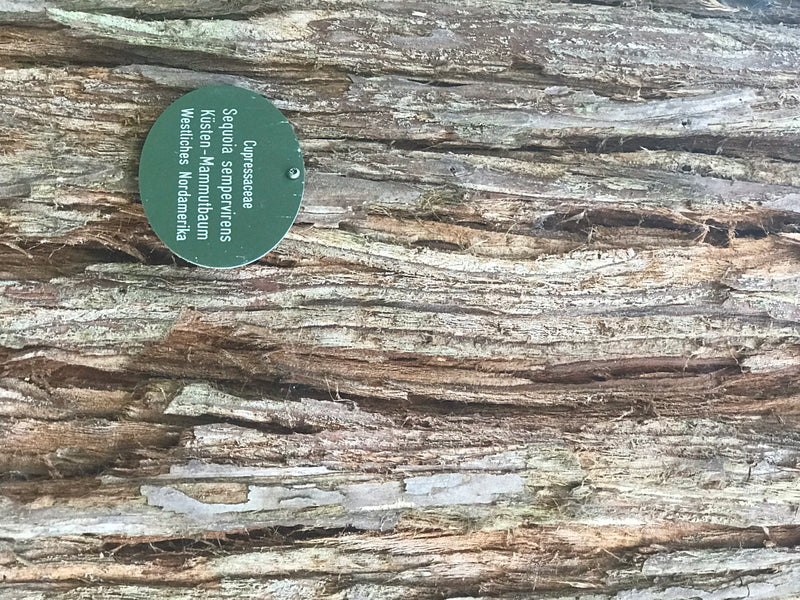 Detailopname van de vezelige schors van een kustmammoetboom met een groen botanisch naamplaatje.