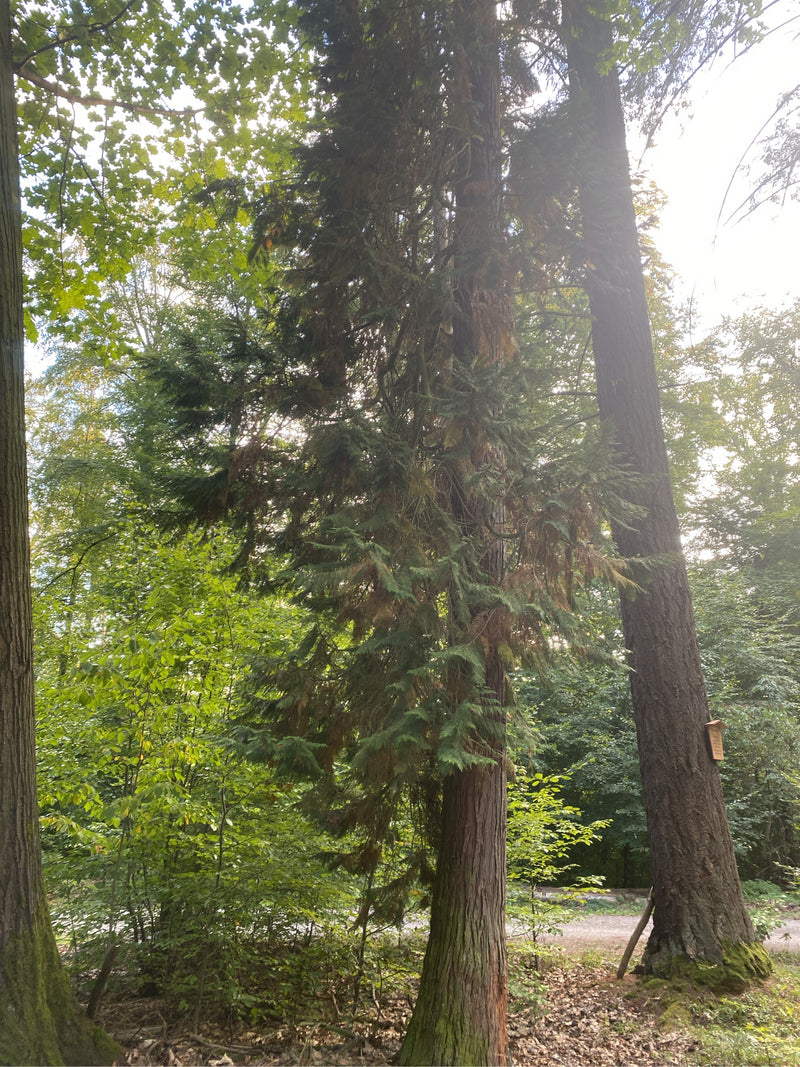Een volwassen Lawson-cypress is te zien in een bos. De boom staat tussen andere bomen op een natuurlijke ondergrond.
