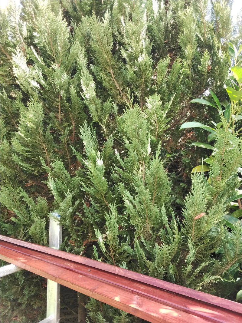 Te zien is een deel van een Lawson-cypress met zijn dichte, schubachtige naalden. Op de voorgrond bevindt zich een houten lat.