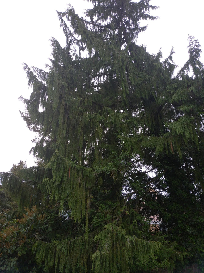 Oregon-cipres — Bild 1