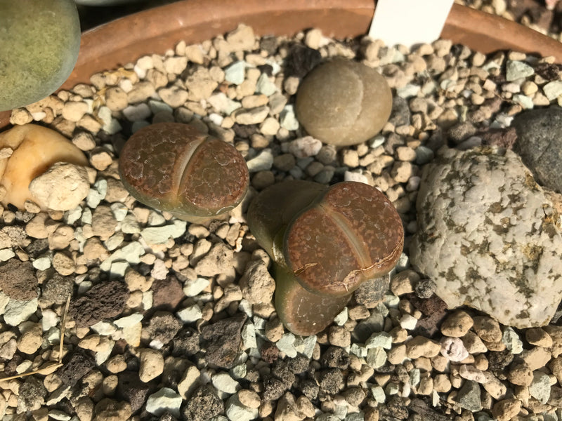 Lebende Steine (Lithops lesliei) — foto 2 van 2