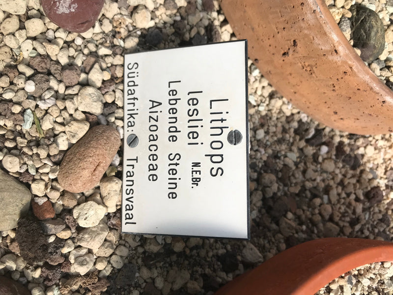 Lebende Steine (Lithops lesliei) — foto 1 van 2