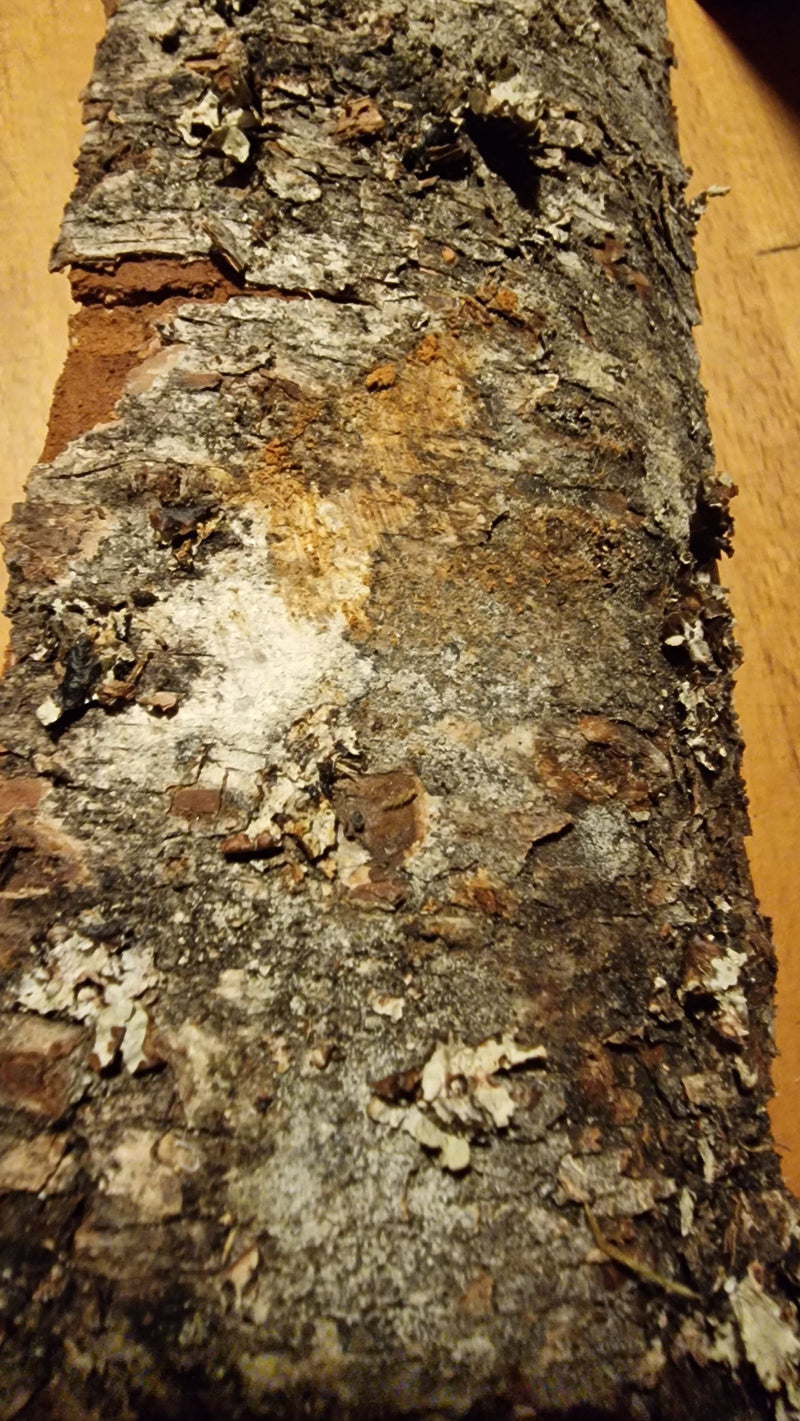 Lecanora korstmos — Bild 1