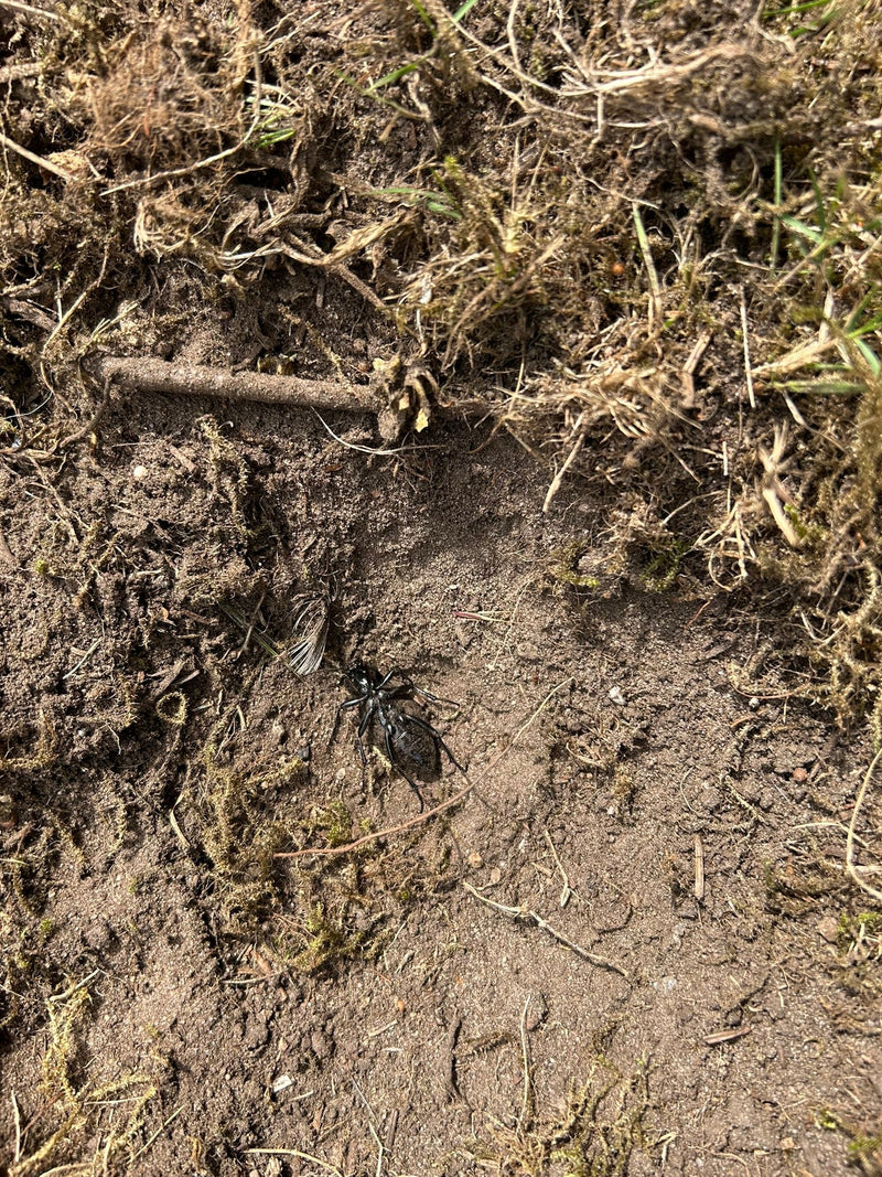 Lederen loopkever — Bild 1