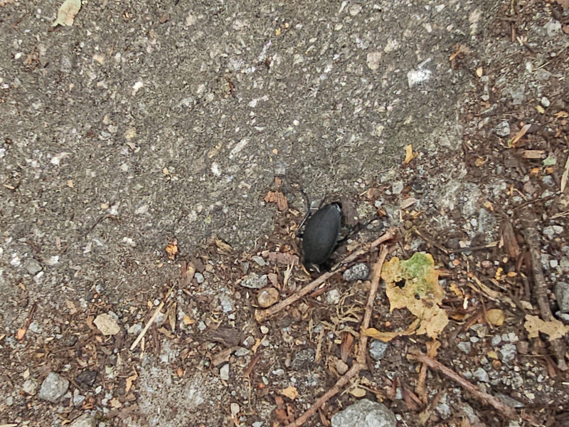Lederen loopkever — foto 5 van 19