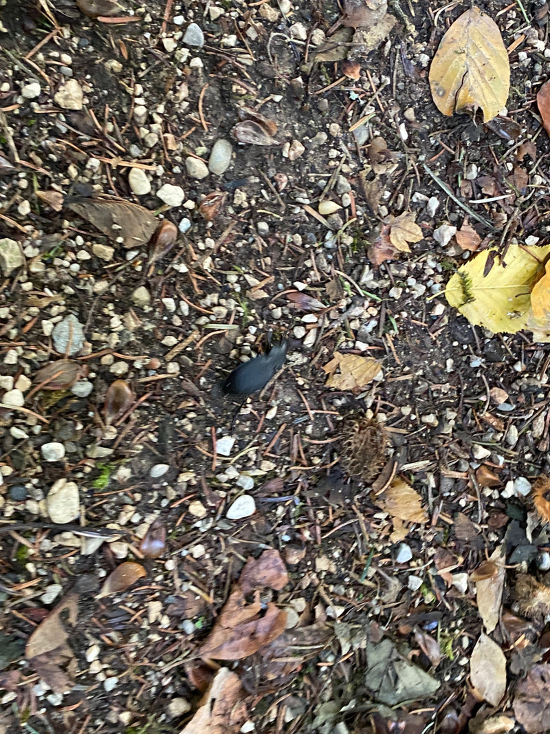 Lederen loopkever — foto 1 van 19
