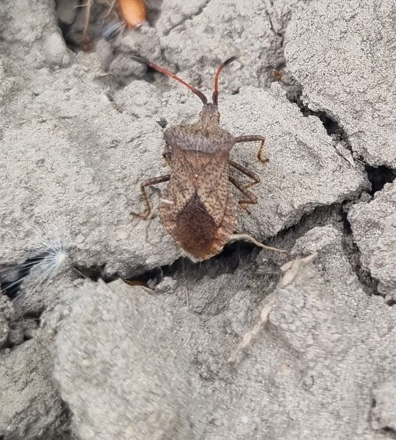 Lederbug — Bild 2