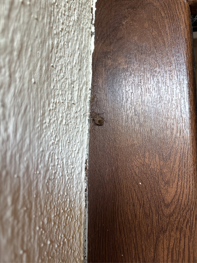 Lederbug — foto 5 van 19