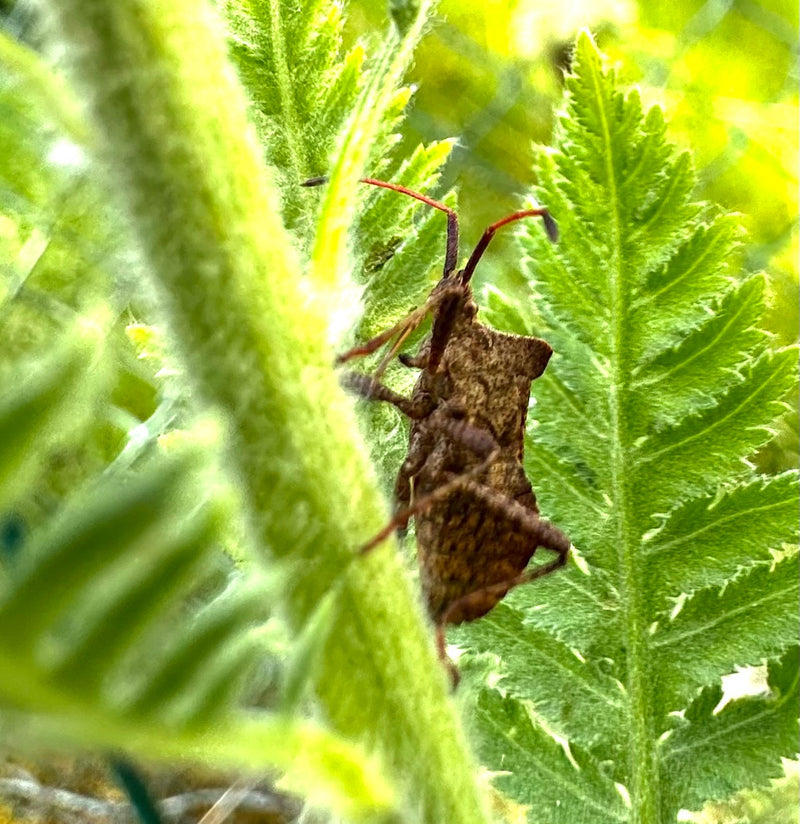 Lederbug — Bild 3