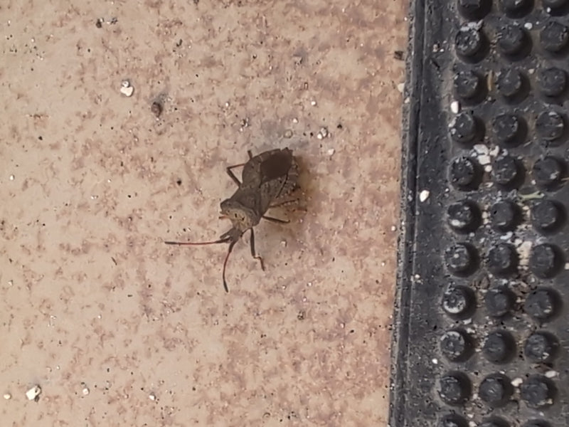 Lederbug — Bild 5