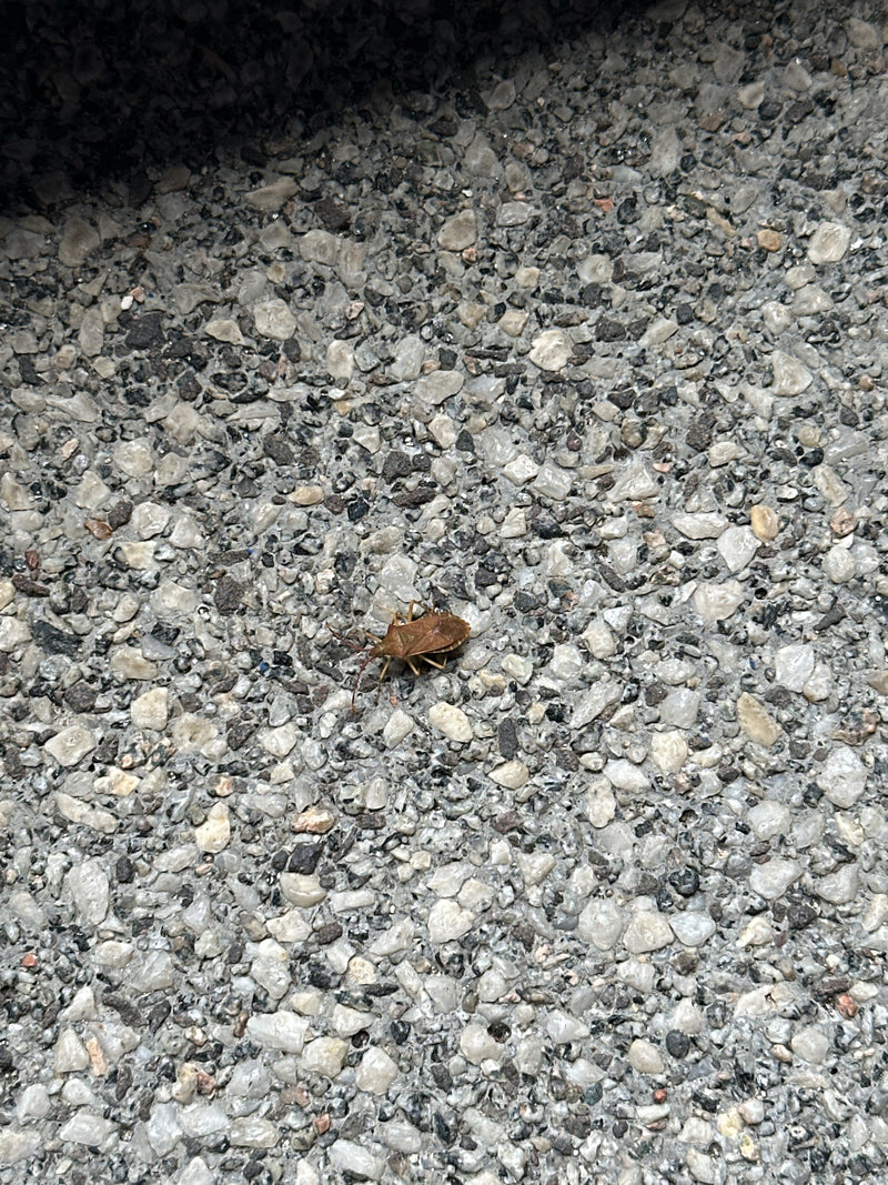 Lederbug — Bild 1