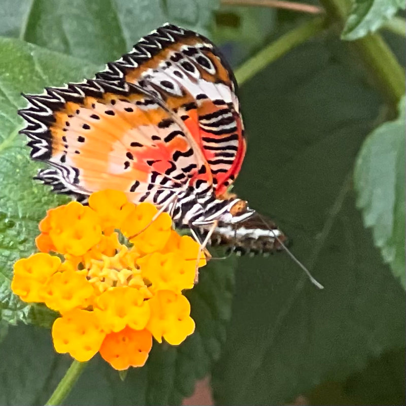 Leopard-Spitzenfalter — Bild 1