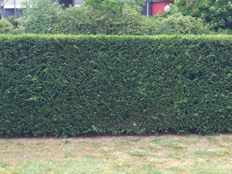 Leylandcipres — Bild 1