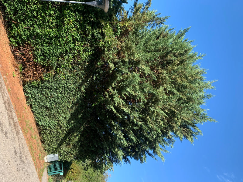 Er is een grote Leyland-cipres te zien in de open lucht. De boom staat aan de rand van een pad onder een heldere blauwe hemel.