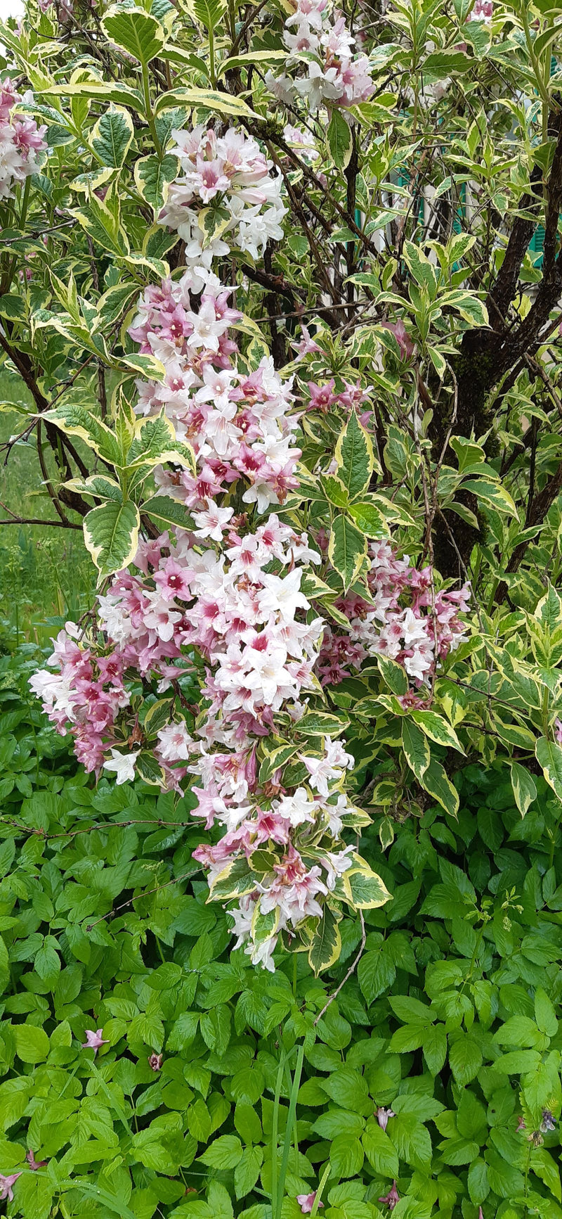 Weigela — Bild 1