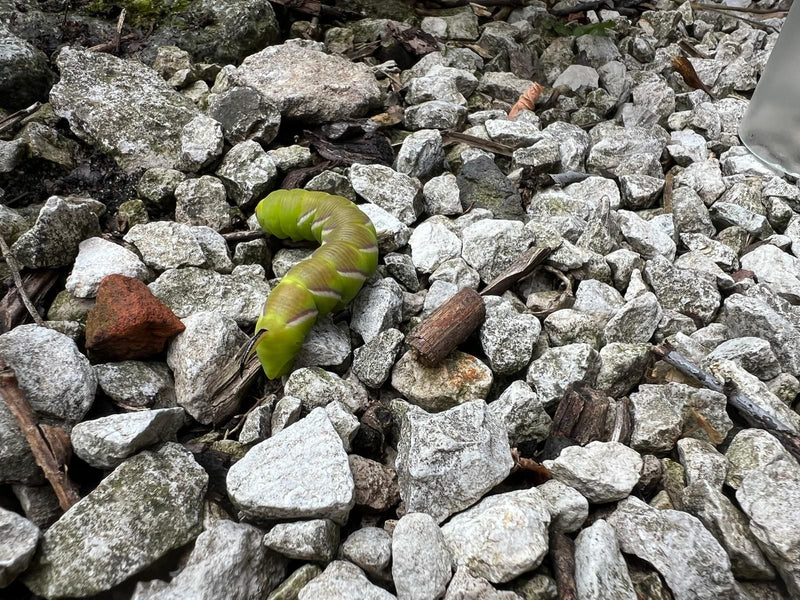 Liguster Havikmot — foto 1 van 13