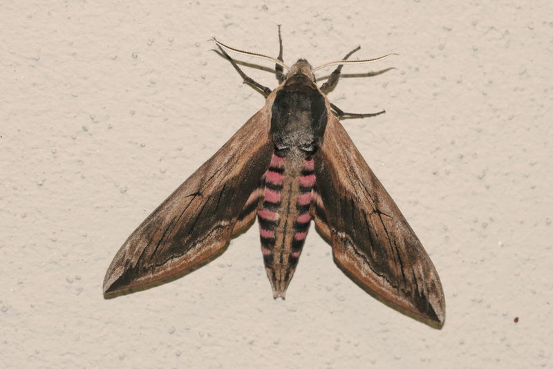 Liguster Havikmot — Bild 3