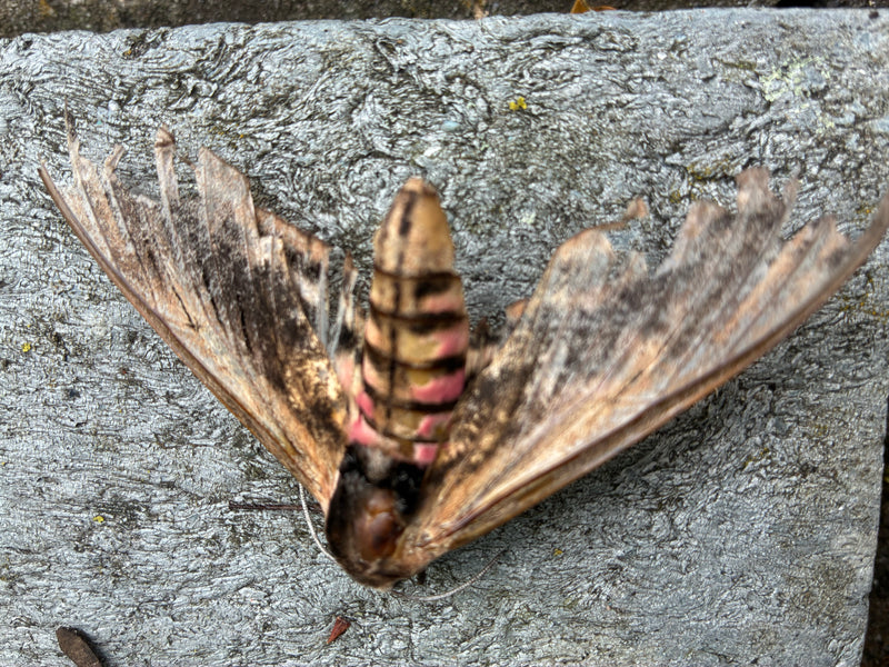 Liguster Havikmot — Bild 1