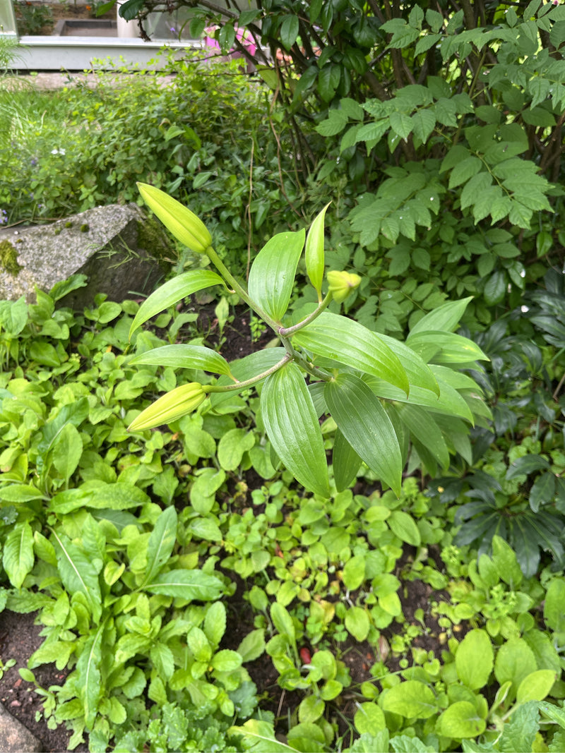 lelie — Bild 2