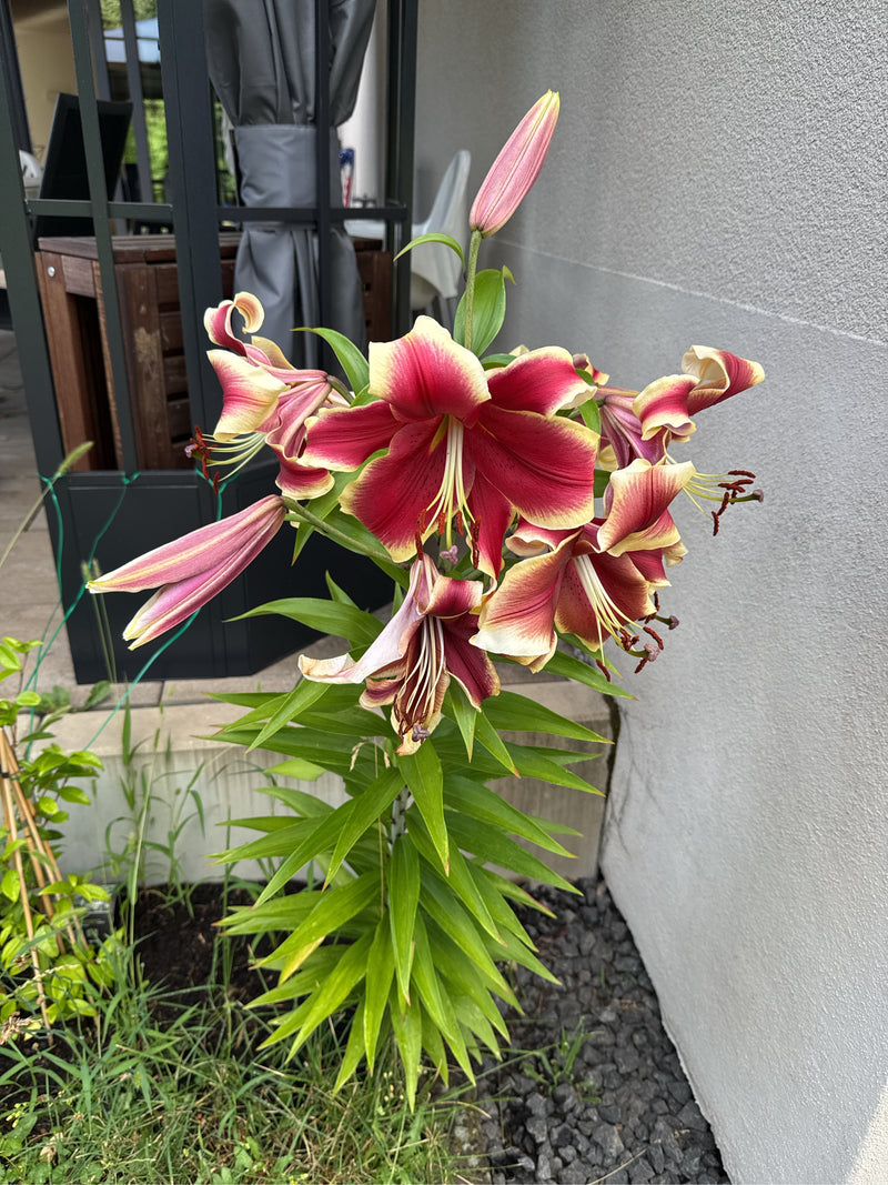 lelie — Bild 3