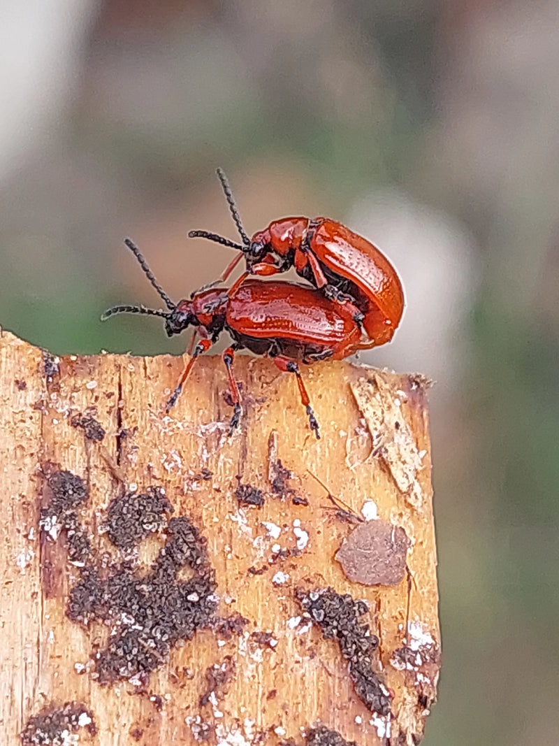 Twee helderrode leliehaantjes zijn te zien tijdens de paaring op een stuk ruw hout. De kevers met hun kenmerkende zwarte poten en sprieten staan scherp in be...