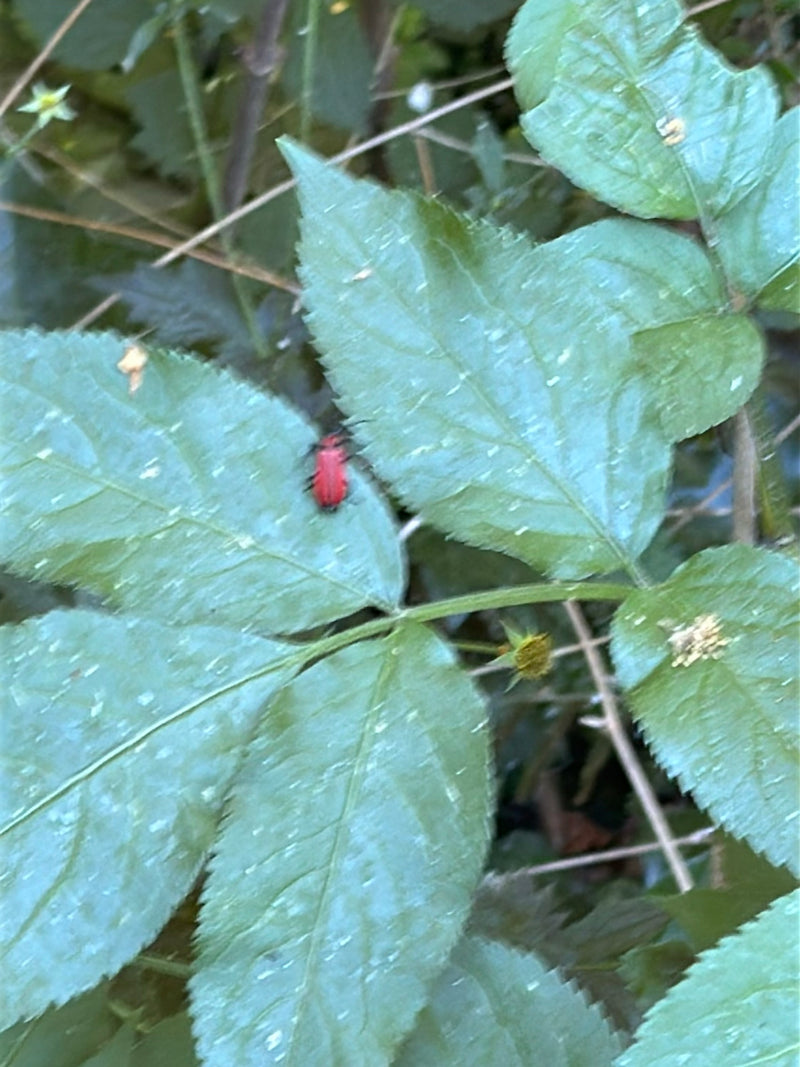 De afbeelding toont een rode leliehaantje zittend op een groen blad.