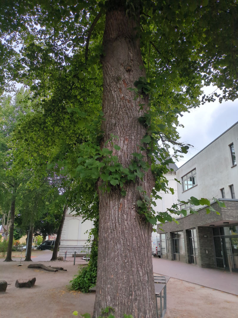 Te zien zijn de stevige stam en kruin van een grote linde op een stadsplein voor een gebouw. De typische hartvormige bladeren groeien ook direct op de stam.