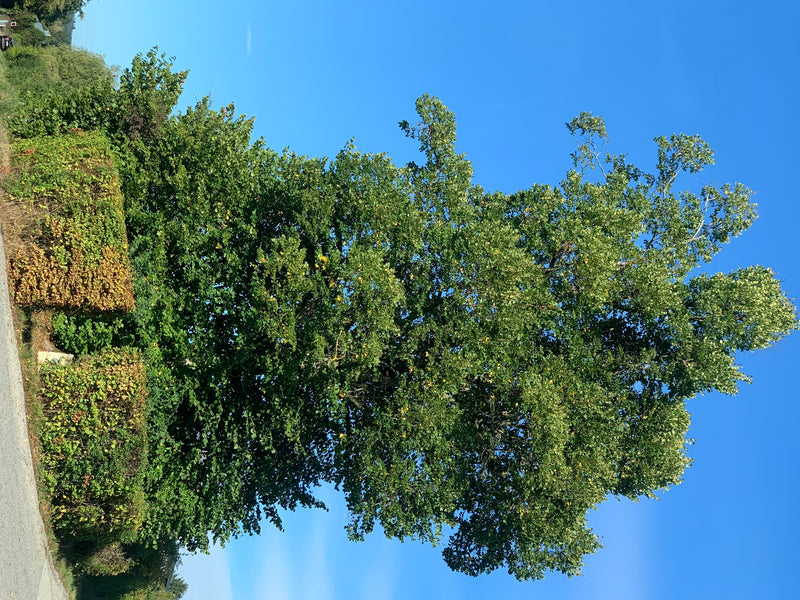 De foto toont een grote, bebladerde linde tegen een helderblauwe lucht. De hele boom is duidelijk zichtbaar in zijn volle hoogte.