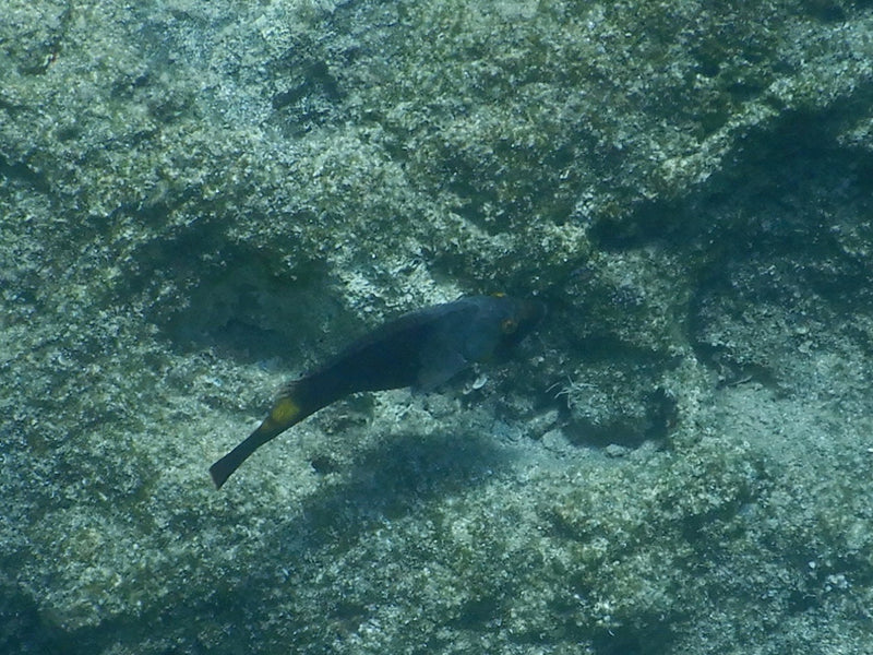 Lipvis (geslacht Symphodus) — Bild 1
