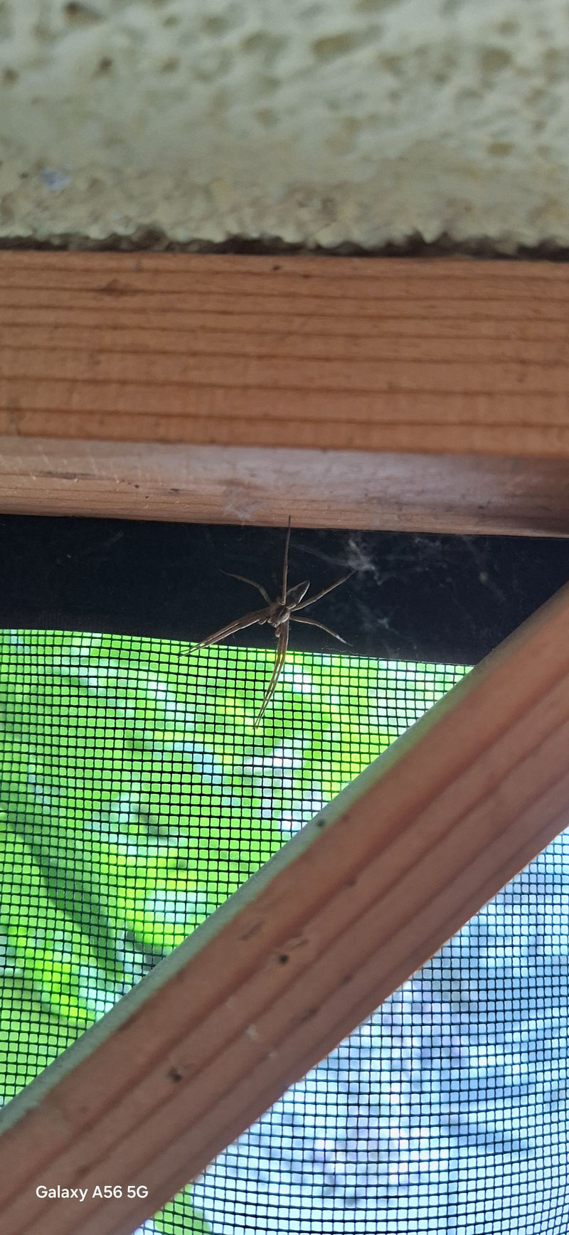 Een kraamwebspin zit op een houten frame voor een groen insectenhor. De spin is goed te zien vanuit een zijaanzicht.