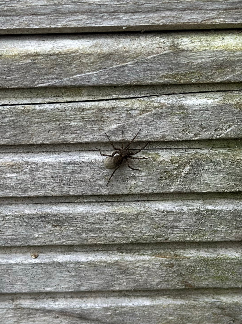 Een kraamwebspin zit op een houten wand en draagt haar ronde eicocon in de cheliceren. De spin is duidelijk zichtbaar.