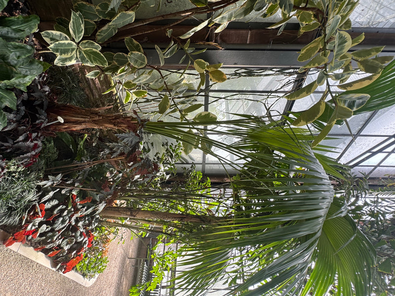 Livingstone-Palme — foto 1 van 1