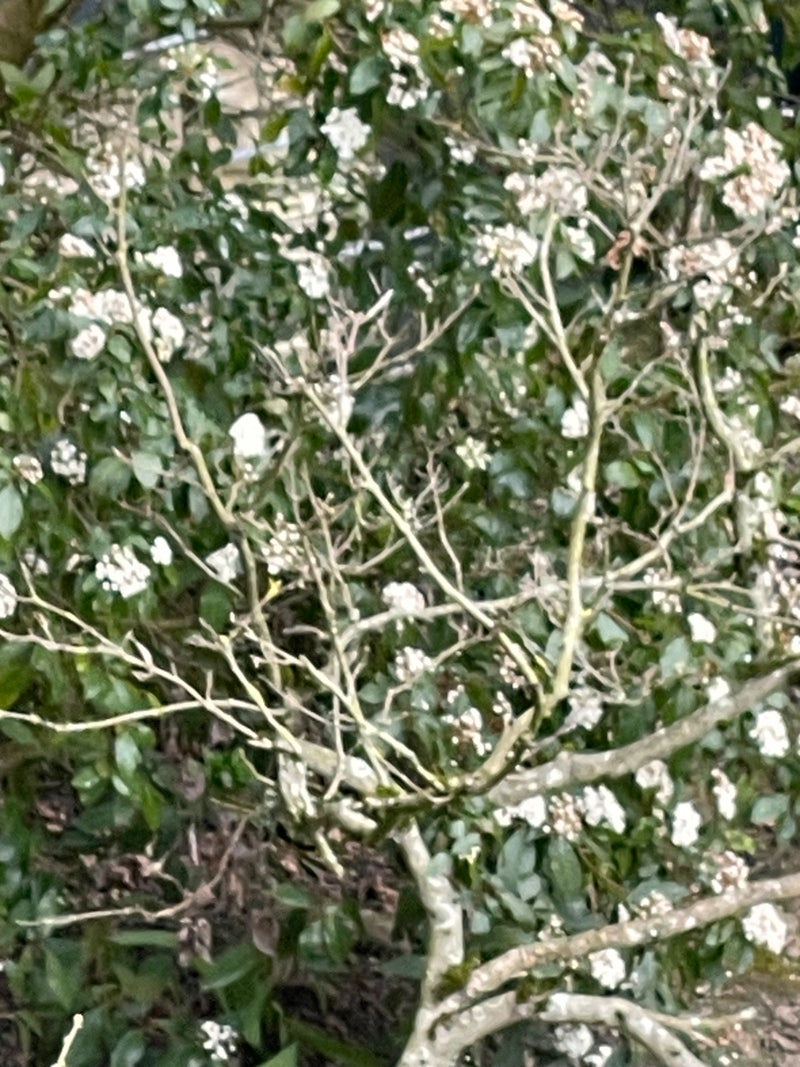 Laurier sneeuwbal — Bild 1