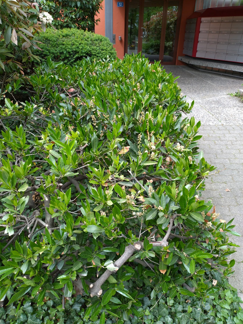 Te zien is een dichte laurierkershaag met glanzende, groene bladeren langs een pad.