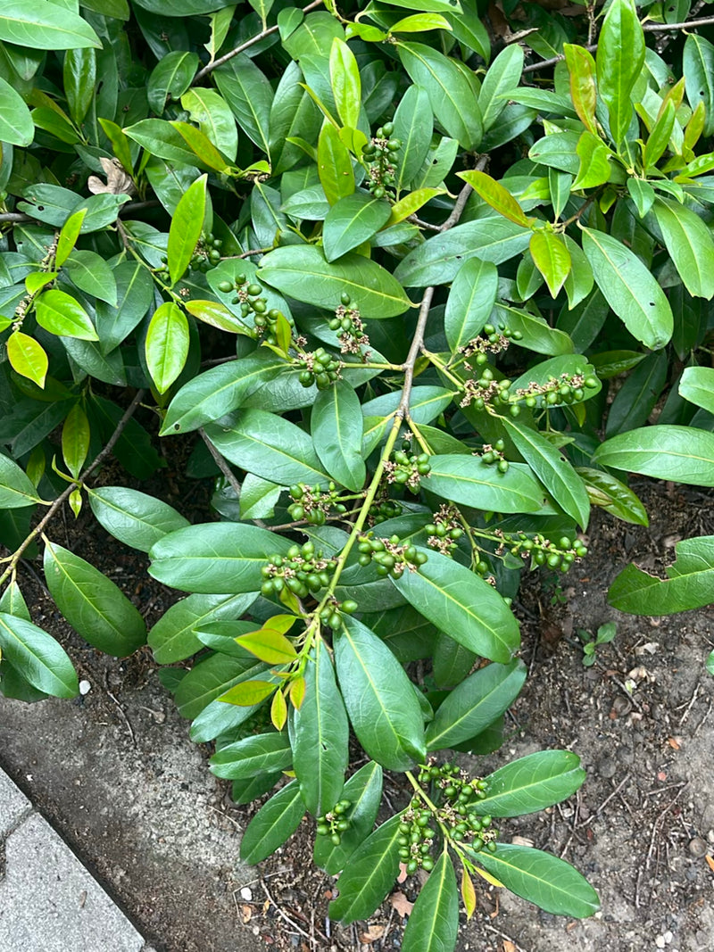 Een dichtebladerige tak van de laurierkers is zichtbaar met glanzende groene bladeren en talrijke onrijpe groene vruchten. De close-up toont de plant tegen e...