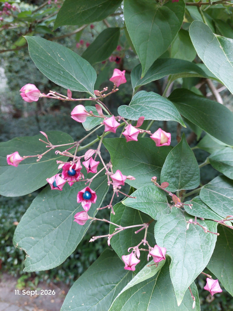 Te zien is een tak van de pindakaasboom met opvallende groene bladeren, roze kelken en helderblauwe bessen. De foto toont de plant in zijn natuurlijke omgeving.