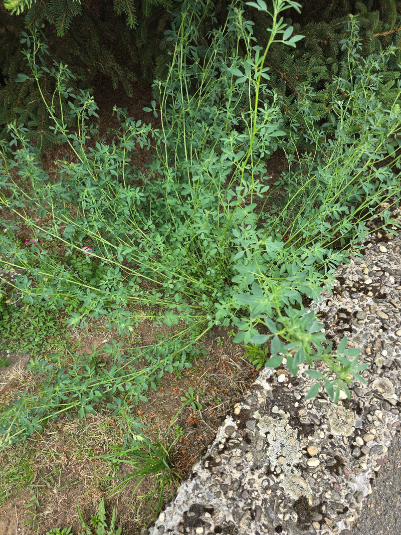 De afbeelding toont een groene luzerneplant met talrijke stengels en kleine bladeren. Deze groeit op de grond naast een stenen muur.
