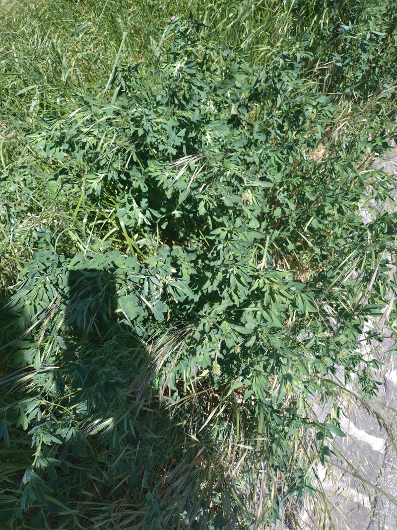 Een groene luzerneplant is te zien die groeit in een weide. De typische drietallige bladeren zijn duidelijk herkenbaar.