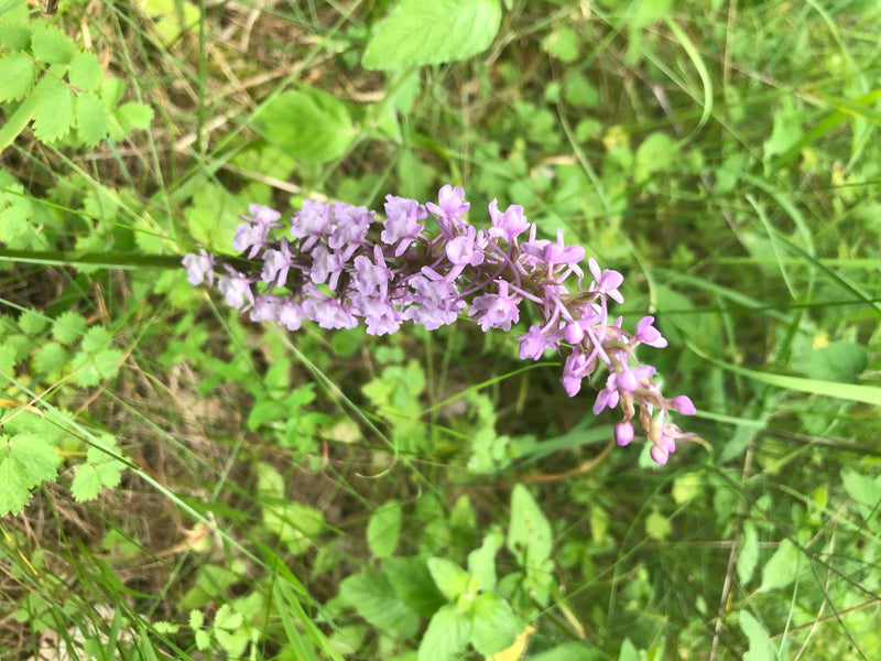 Mücken-Händelwurz — Bild 1