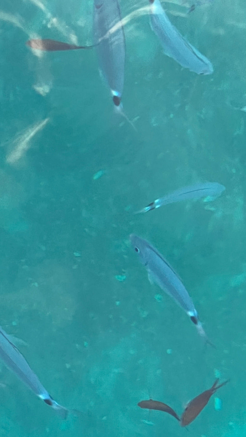 Damselfish — Bild 1