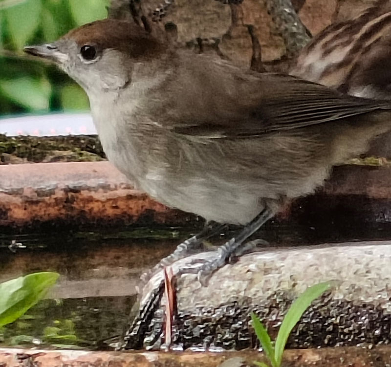 De foto laat een vrouwelijke zwartkop zien met een kenmerkend bruin kapje, zittend op een mosachtige steen. De vogel staat er van de zijkant op.