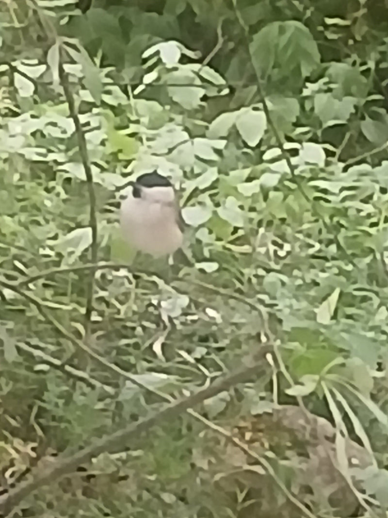 De afbeelding toont een mannelijke zwartkop met zijn kenmerkende zwarte pet. De vogels zit in dicht groen struikgewas.