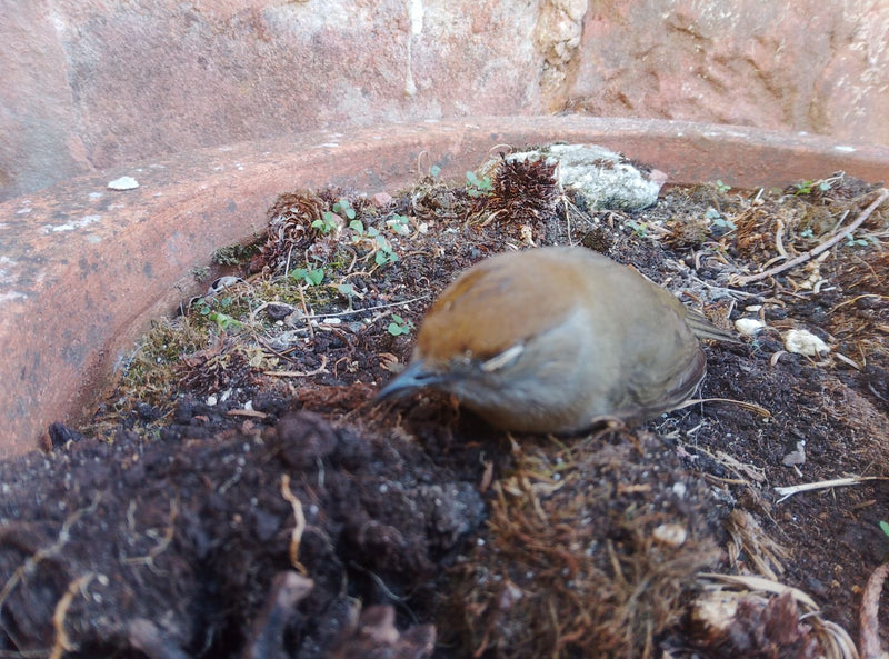 Een vrouwelijke zwartkop met een bruine kap zit op donkere aarde in een plantenbak. De kleine zangvogel rust op de grond.